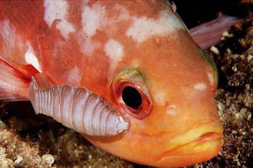吸血鱼恐怖图片