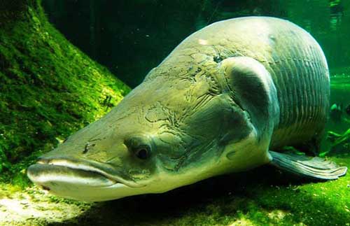 世界上最大的鱼 骨舌图片