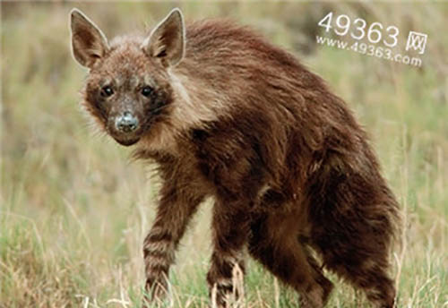 灭绝85年的袋狼再次出现,消失的生物频现,人类应该高兴吗?