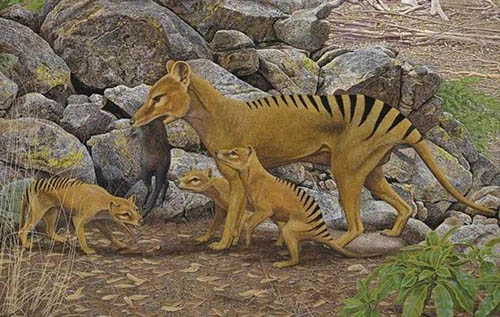 灭绝85年的袋狼再次出现,消失的生物频现,人类应该高兴吗?