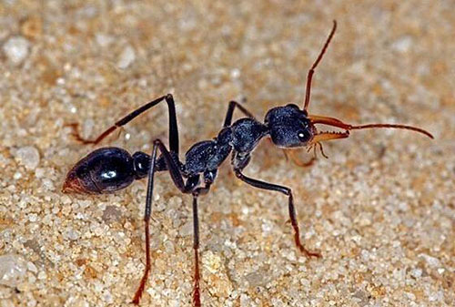 牛头犬蚁 世界上最危险的蚂蚁