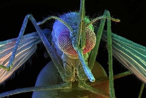 蚊子大概有3500多个种类，但并不是每一种蚊子都会吸血