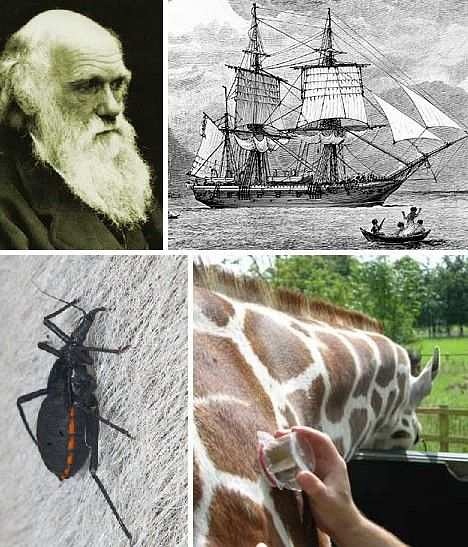查尔斯-达尔文是较早了解并描述锥蝽吸血习惯的人