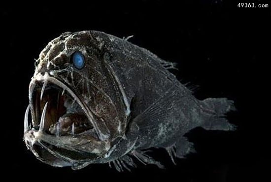 澳大利亚现无脸鱼 盘点世界十大深海怪鱼
