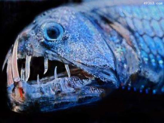 澳大利亚现无脸鱼 盘点世界十大深海怪鱼