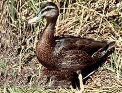 近代已灭绝动物4：加姆岛野鸭