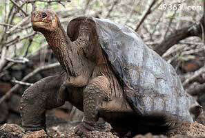 近代已灭绝动物1：平塔岛象龟