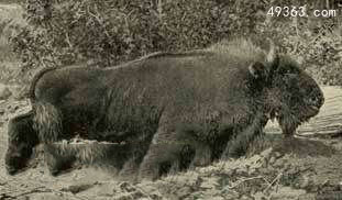 近代已灭绝动物9：高加索野牛