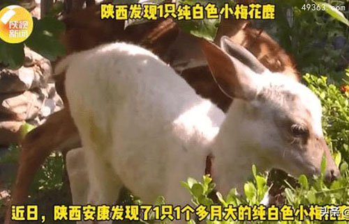 极为罕见！陕西出现一只纯白梅花鹿