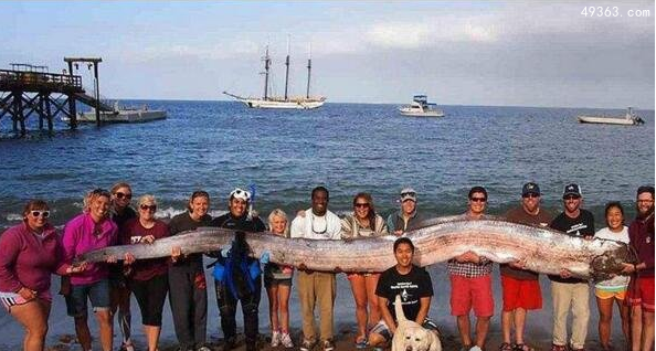 惊人！世界上最大的皇带鱼，整体长度可达15.2米长