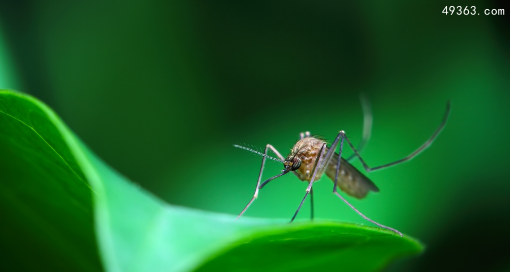 夏季如何应对蚊子的叮咬？