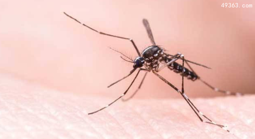 夏季如何应对蚊子的叮咬？