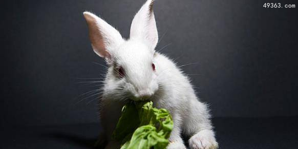 世界上有兔人吗